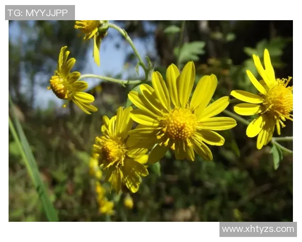 追忆绿茵岁月昔日球王风采犹在唯叹光阴匆匆英雄迟暮